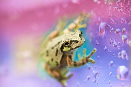 Cute frog on a rainy day on a vending machineの写真素材