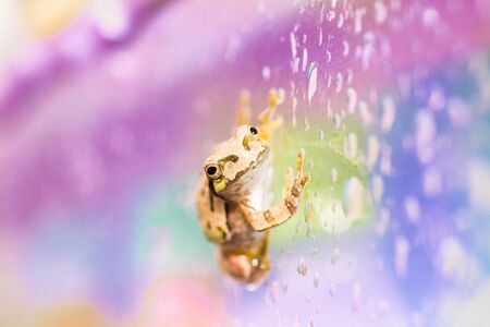 Cute frog on a rainy day on a vending machineの写真素材