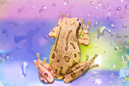 Cute frog on a rainy day on a vending machineの写真素材