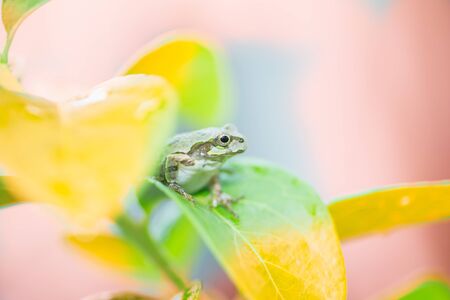 Cute frog on a rainy day on a vending machine