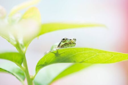 Cute frog on a rainy day on a vending machineの写真素材