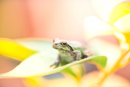 Cute frog on a rainy day on a vending machineの写真素材