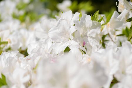 Azalea in Ohori Park in Fukuoka City, Fukuoka Prefectureの写真素材