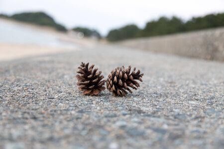 Pine cones picked up in the seaの写真素材