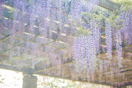 Wisteria flower in Ohori Park in Fukuoka City, Fukuoka Prefectureの写真素材