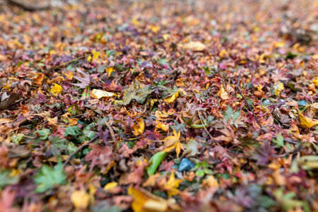 Beautiful autumn leaves and Japanese women's holiday