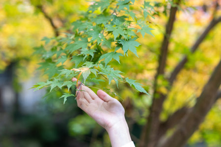 Beautiful autumn leaves and Japanese women's holiday