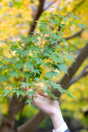 Beautiful autumn leaves and beautiful Japanese women in Japanの写真素材