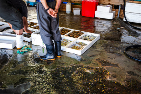 Fisherman picking up fresh oysters in a seafood factory.の写真素材