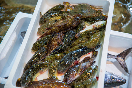 Close up of fresh fish in plastic box for sale in fish market