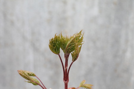 green plant macro