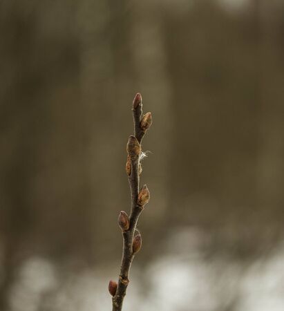 plant, stalk, leaf, green, growth, closeup, isolated, nobody, natural, grow, agriculture, twiggyの写真素材