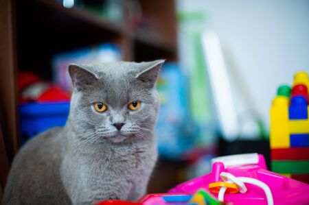 A furry gray cat. The huge yellow eyes of a cat. Playful domestic furry and gray catの写真素材