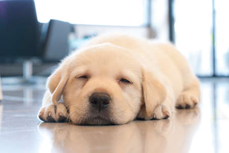 sleeping puppyの写真素材