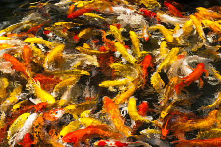 swimming colorful carp in pond