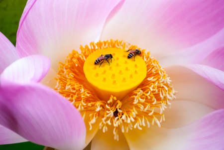 blooming lotus with beesの写真素材