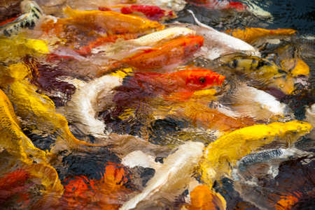 swimming carp in pondの写真素材