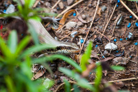 hidden skinkの写真素材