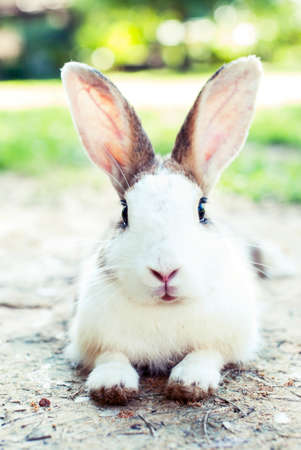 sitting rabbit on ground