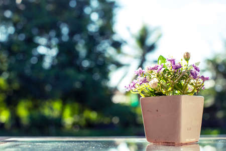 flower pot on tableの写真素材