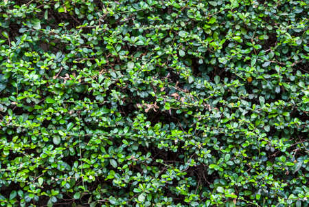 green background