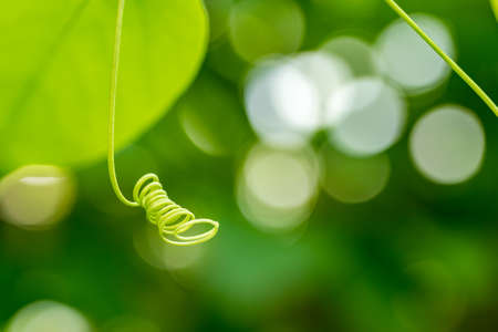 Curly stem in a nice bokeh