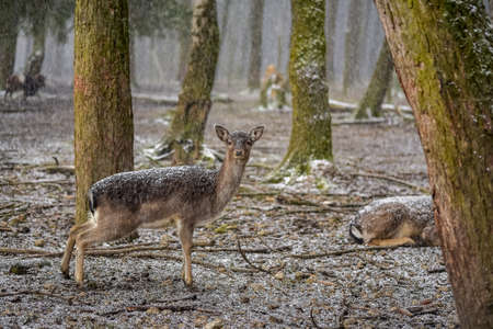 The looking fawn in the forest on a snowy dayの写真素材