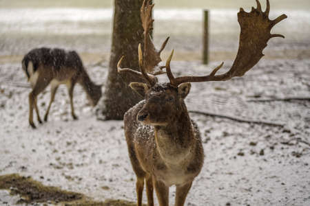 Deer looking to the far distance on a snowy dayの写真素材