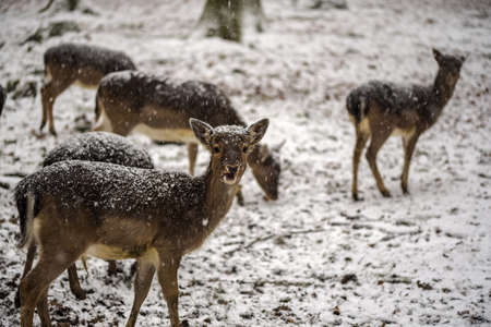 A looking fawn in front of small herdの写真素材