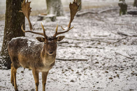 A standing deer in the forest in a front viewの写真素材