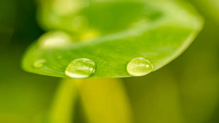Shining droplets on a leave