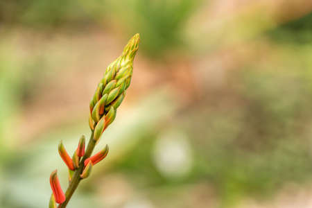 Growing exotic plant with sunbeamsの写真素材