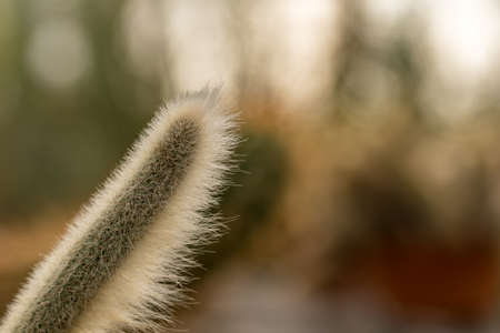 Hairy cactus rising to the lightsの写真素材