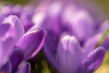 Close-Up of a blossom from purple crocusesの写真素材