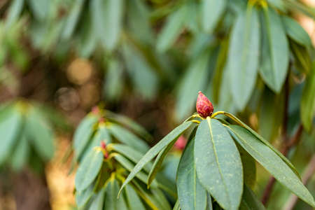 Macro photo of a red blooming bud at sunshineの写真素材