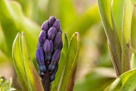 Macro photo of a purple hyacinths in sunshineの写真素材