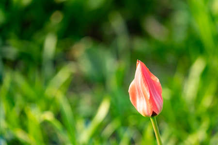 A pink tulip with a green bokeh on daylightの写真素材