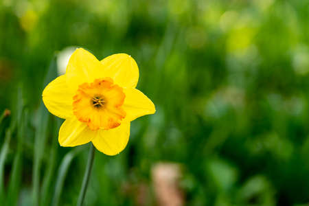 A yellow daffodil with a green bokehの写真素材