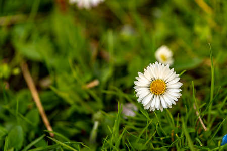 Close-up of a daisy with a green bokehの写真素材