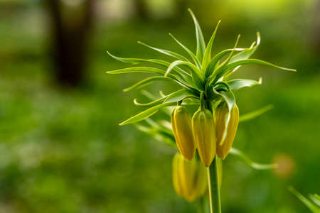 A yellow crown imperial lily with a green bokehの写真素材