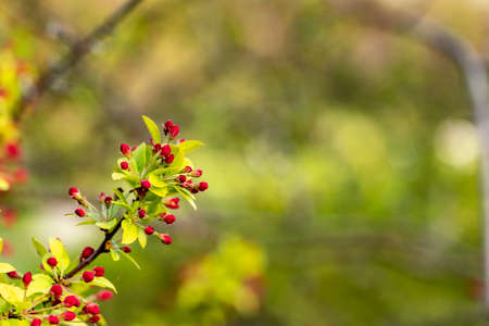 Some red rowan berries with a green bokehの写真素材