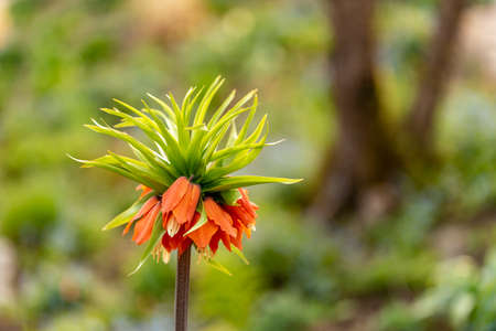 A orange crown imperial lily with a forest-like bokehの写真素材