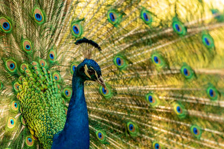 A peacock looking to the right-hand sideの写真素材