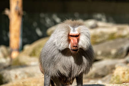 A dangerous baboon standing up with some sunbeamsの写真素材