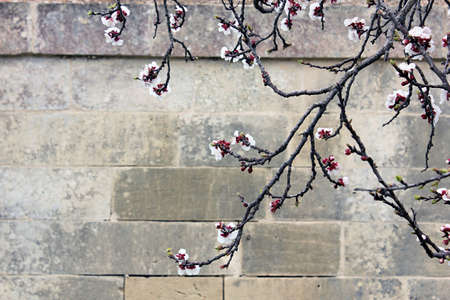 Spring background with blossom. Blooming tree branch with flowers on stone wall background.の写真素材