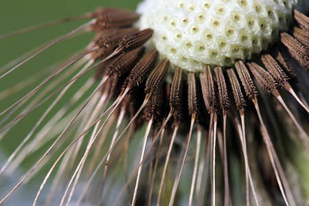 Dandelion seeds. The flower heads are yellow to orange colored, and are open in the daytime. The tuft of hairs on each seed of dandelions assists dispersal by the wind.の写真素材