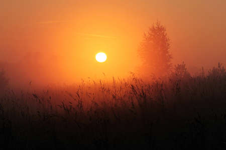 Silhouettes of a grass and tree against a rising sun in the fog.の写真素材