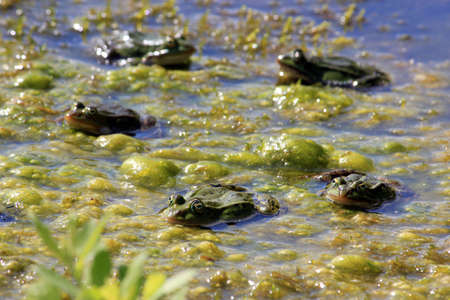 Frogs under sunbeam on surface of water in marshes. Frogs mating and reproduction time.の写真素材