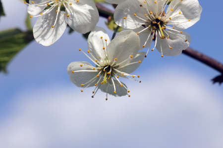 Blooming cherry in springtime.の写真素材