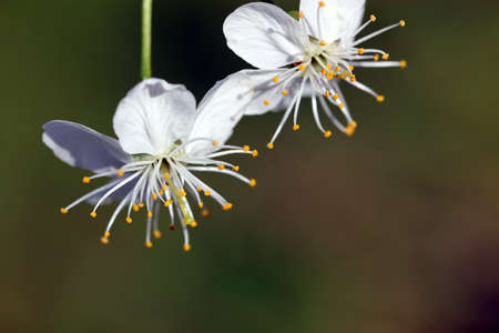 Blooming cherry in springtime.の写真素材